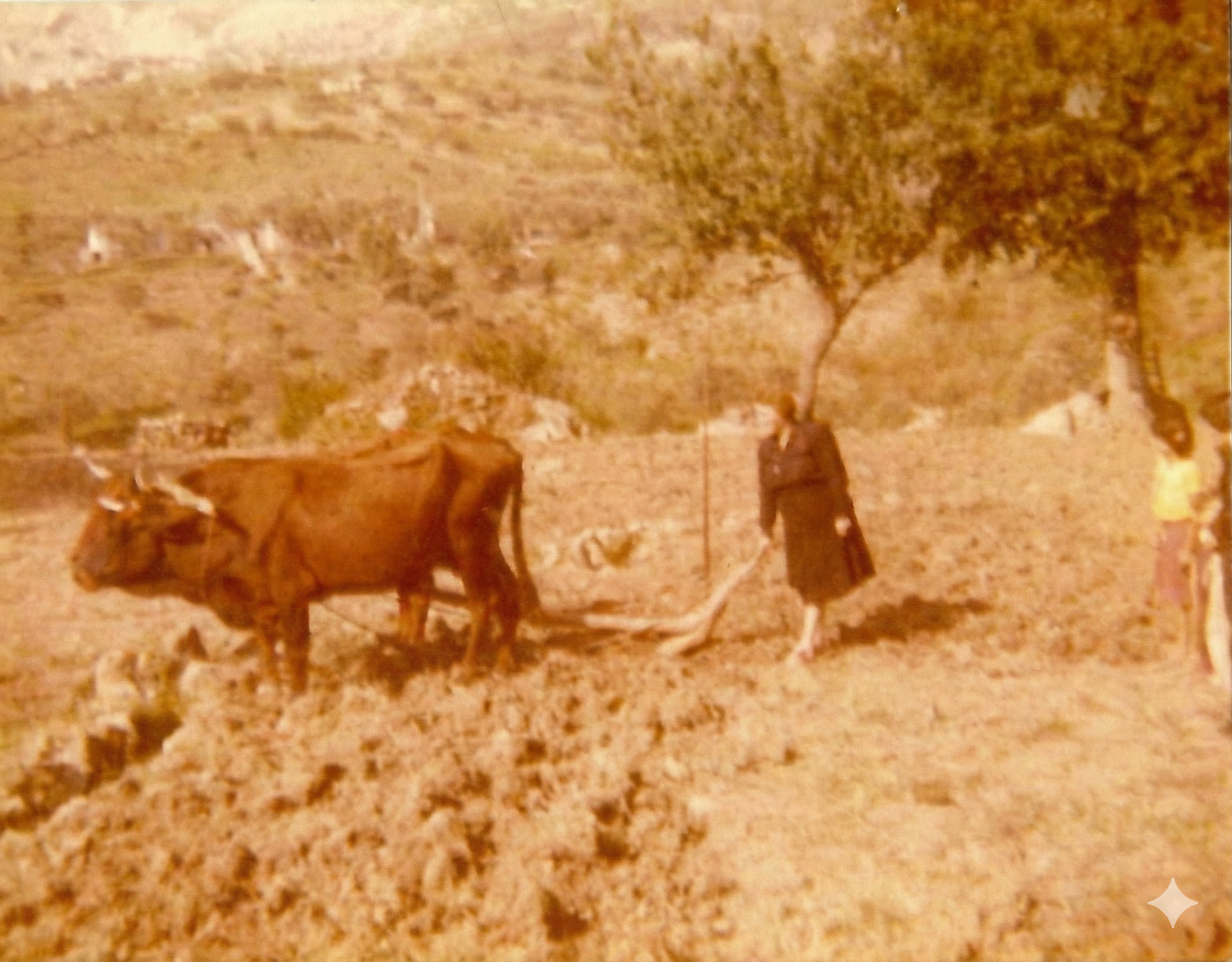 Archivos (Fotos / Imágenes)